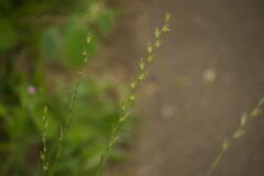 Lolium multiflorum
