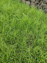 Cenchrus clandestinus