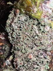 Mycoblastus sanguinarius