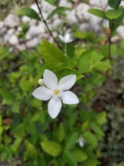 Wrightia antidysenterica