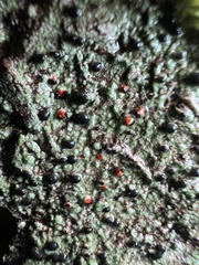 Mycoblastus sanguinarius