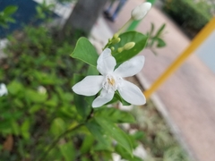 Wrightia antidysenterica