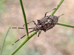 Alcaeus varicornis
