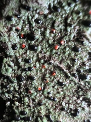 Mycoblastus sanguinarius