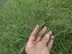 Eragrostis tenuifolia