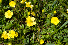 Ranunculus formosa-montanus