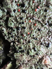 Mycoblastus sanguinarius