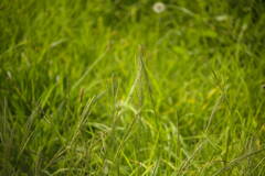 Digitaria velutina