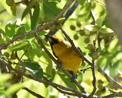 Icterus auratus
