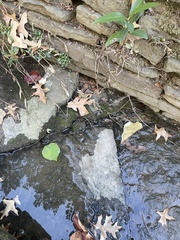 Hygroamblystegium varium