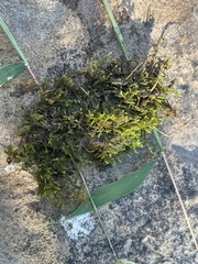 Hygroamblystegium varium
