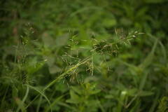 Eragrostis tenuifolia