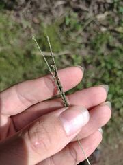 Digitaria violascens