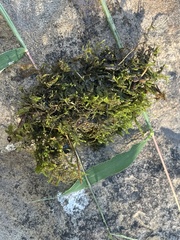 Hygroamblystegium varium