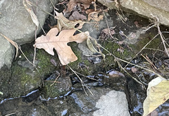 Hygroamblystegium varium
