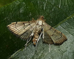 Spilomelini