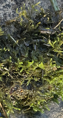 Hygroamblystegium varium