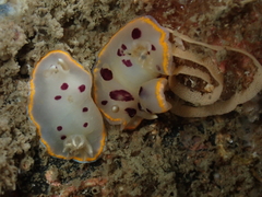 Goniobranchus tumuliferus