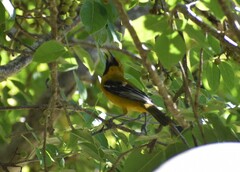 Icterus auratus