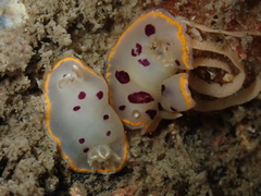 Goniobranchus tumuliferus