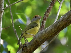 Cyclarhis gujanensis