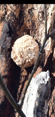 Hericium erinaceus