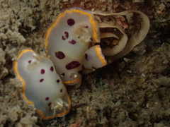 Goniobranchus tumuliferus