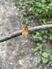 Mellilla xanthometata