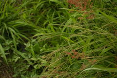 Digitaria velutina