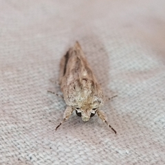 Spodoptera eridania