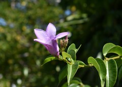 Cryptostegia