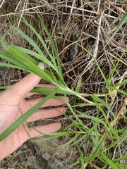 Cenchrus clandestinus