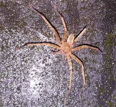 Heteropoda