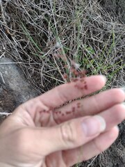 Melinis repens
