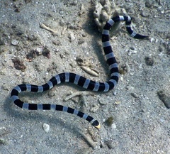 Laticauda saintgironsi