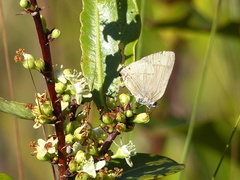 Allosmaitia strophius