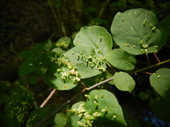 Eriophyes