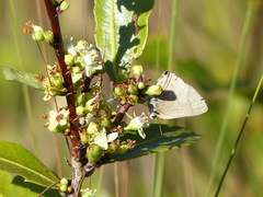 Allosmaitia strophius