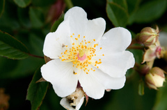 Rosa transmorrisonensis