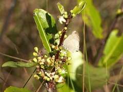 Allosmaitia strophius
