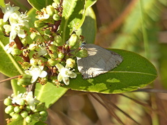 Allosmaitia strophius