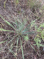 Yucca arkansana