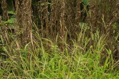 Digitaria velutina