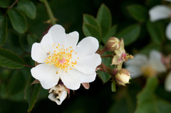 Rosa transmorrisonensis