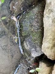 Hygroamblystegium varium