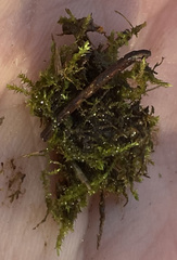 Hygroamblystegium varium