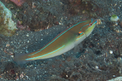 Stethojulis interrupta