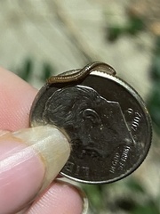 Brachyiulus