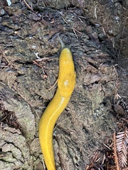 Ariolimax dolichophallus