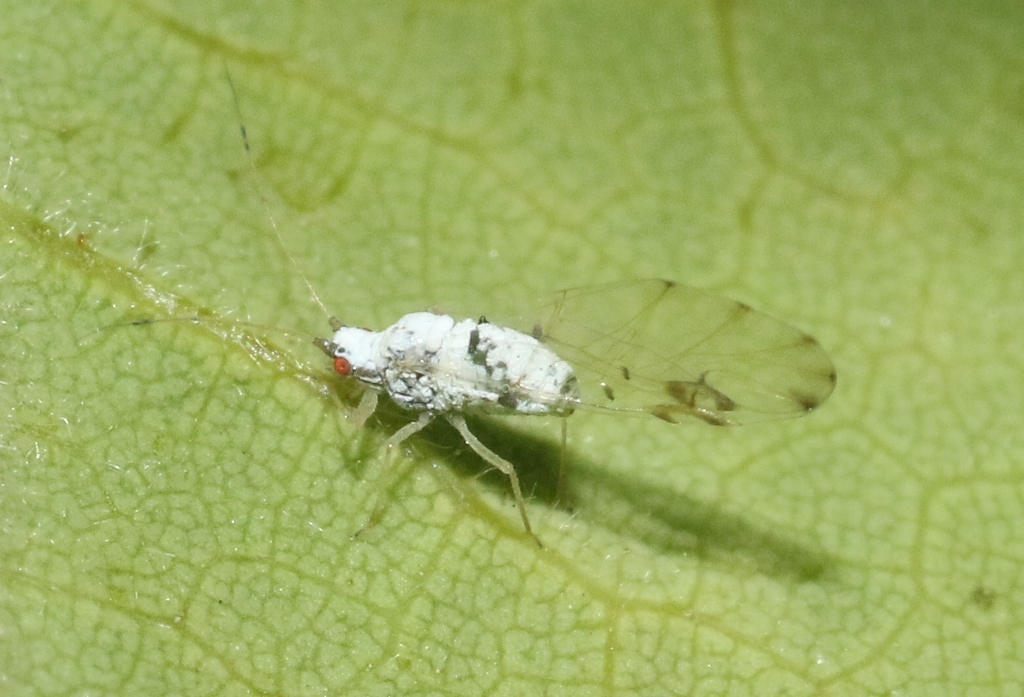 Drepanaphis idahoensis